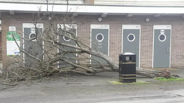 Tree fallen in Leominster