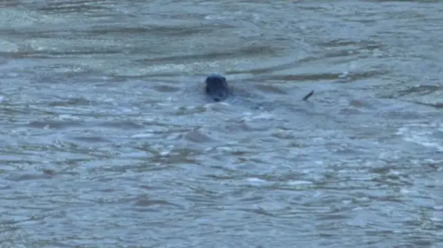 Otter in River Ouse