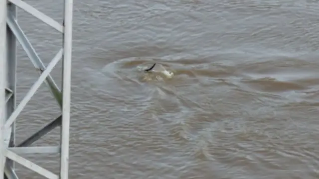 Otter in River Ouse