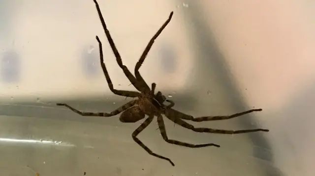 Huntsman spider