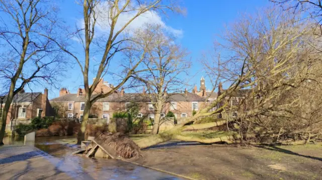 Tree brought down in flood water