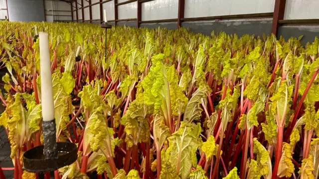 Forced rhubarb growing