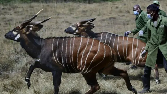 Mountain Bongo's are released by their caretakers into a protected sanctuary