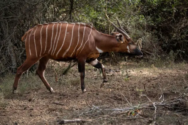 An adult female Mountain Bongo