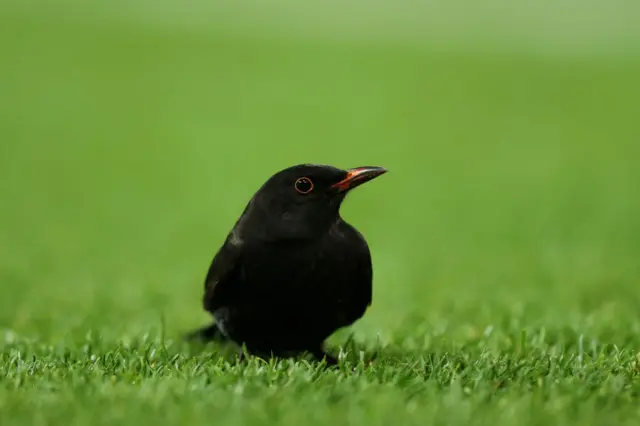 Bird on pitch at Norwich