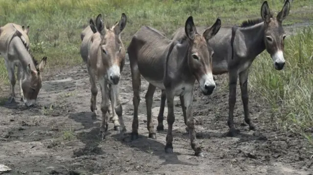 Donkeys in Nigeria