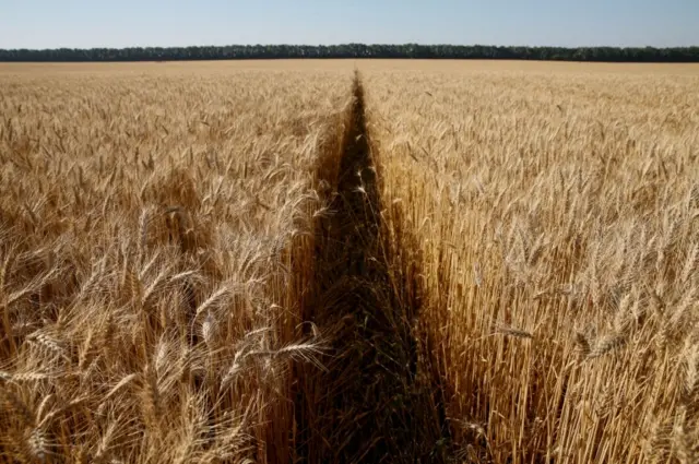 Wheat fields during the summer near Kyiv