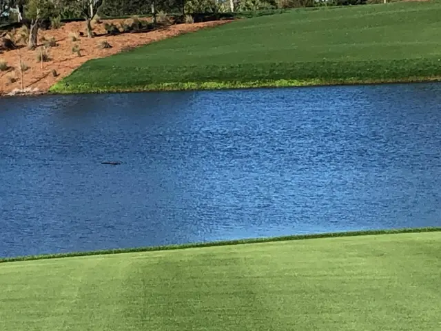 An alligator in the lake near the 18th fairway