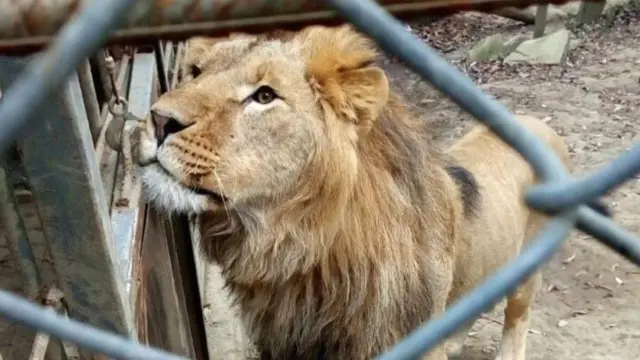 A lion in private captivity in Ukraine, just before it was rescued in January 2022