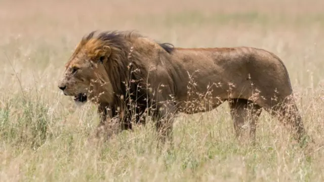 A lion at Serengeti national park