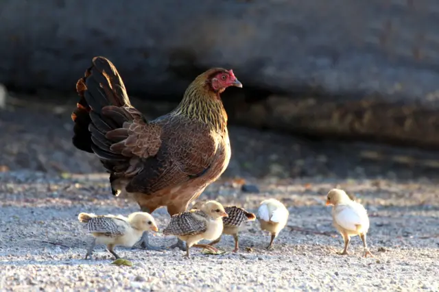 A hen with chicks