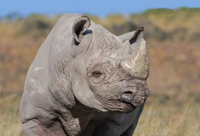 Eastern black rhinoceros