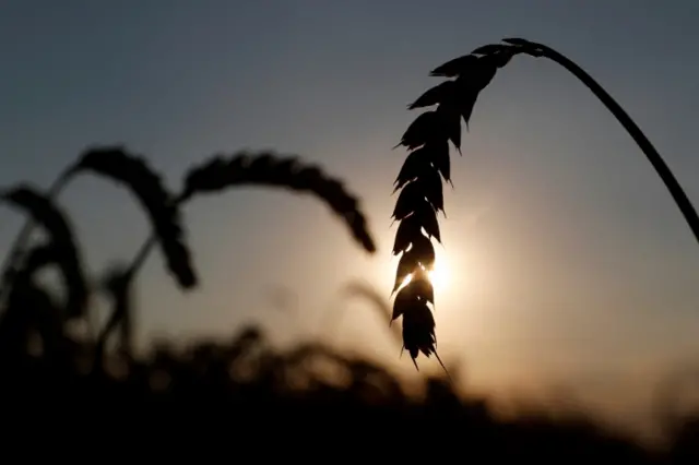 Ears of wheat are seen in a field near the village of Hrebeni in Kyiv region, in July 2020