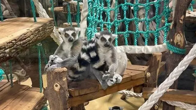 Ring-tailed lemurs in Kharkiv zoo