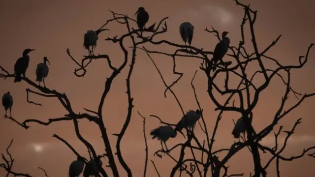 Ibis birds on Zoo Lake in Johannesburg, South Africa - 3 March 2022