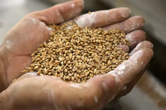 A person holding a handful of grain