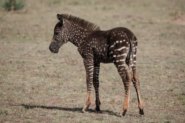 A polka-dot zebra foal is seen in the Masai Mara game reserve in Kenya on 19 September 2019