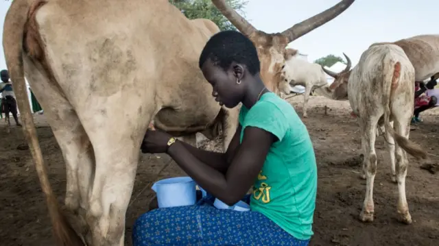 A girl milking a cow in South Sudan