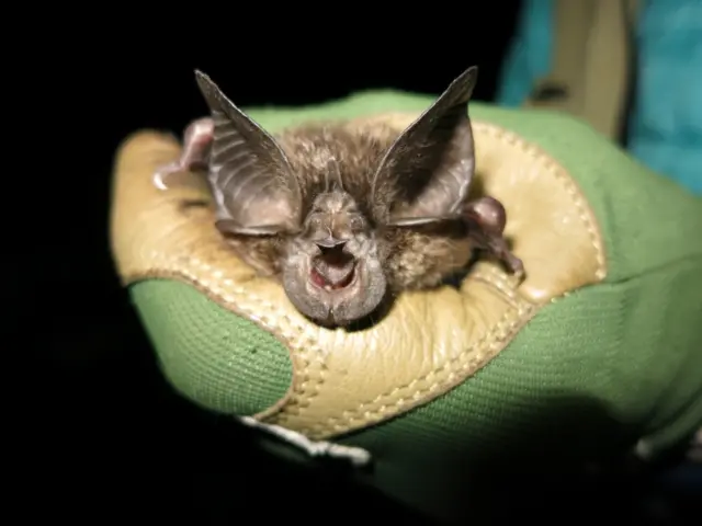 A handout photo made available by the Bat Conservation International organization on 08 March 2022 shows a bat of the species Rhinolophus hilli (Hill"s horseshoe bat) found in one of the caves in the Nyungwe National Park, in Nyungwe, Rwanda