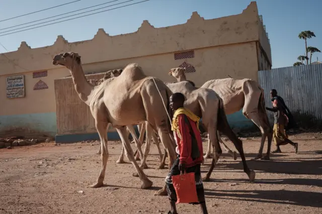 Somali man walking skinny camels