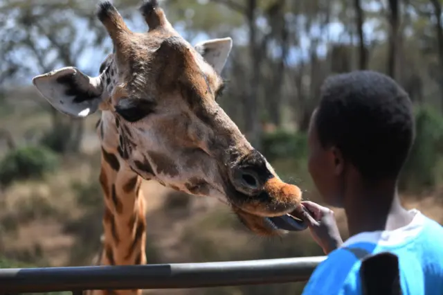 Giraffe at  Nairobi's Giraffe Centre in Kenya - 13 April 2022