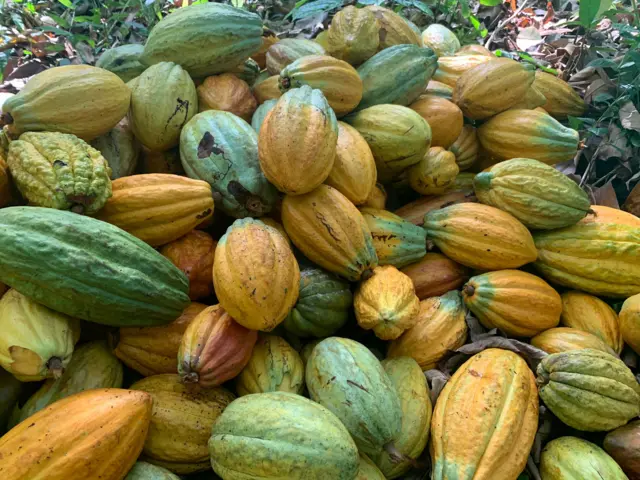 Cocoa pods picked at Roça de Diogo Vaz plantation.