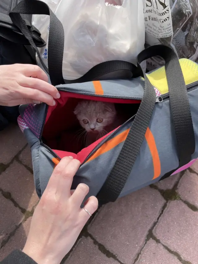 Molly the kitten being carried in a bag