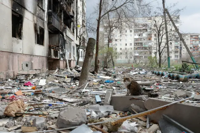 A cat sits on debris of a residential building in the Luhansk region