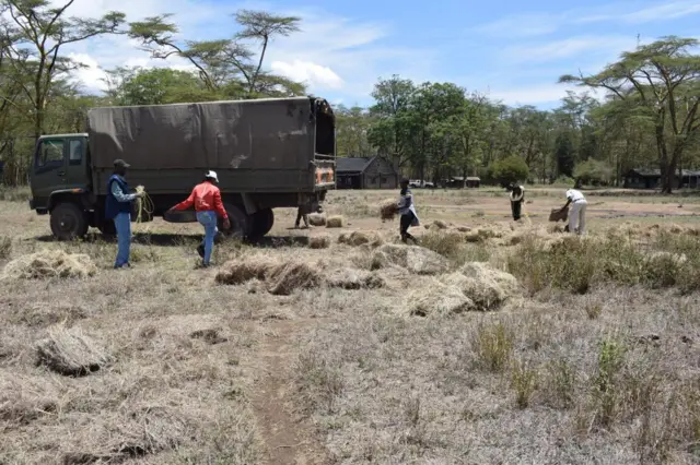 Kenya Wildlife Services provides hay in game parks