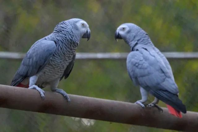 African grey parrots