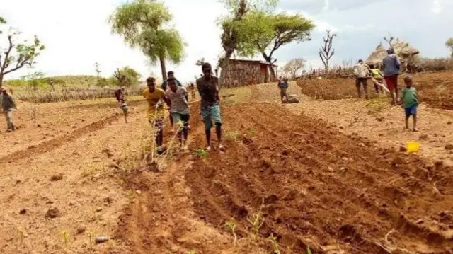 Ploughing without oxen in southern Ethiopia