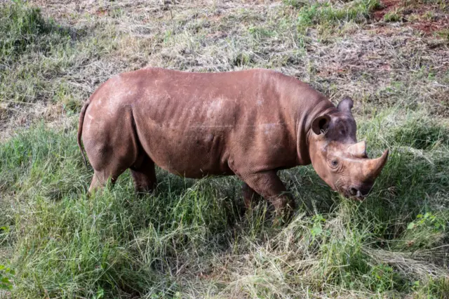 An endangered black rhino, known as one of the five largest animals of Africa