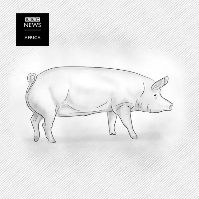 An illustration of a pig