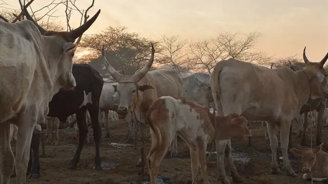 Cattle in Unity State, South Sudan - archive shot