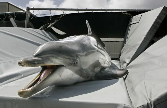 A dolphin looking into the camera