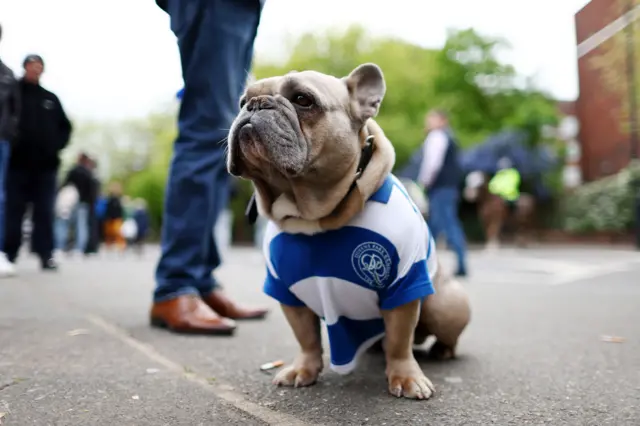 QPR dog