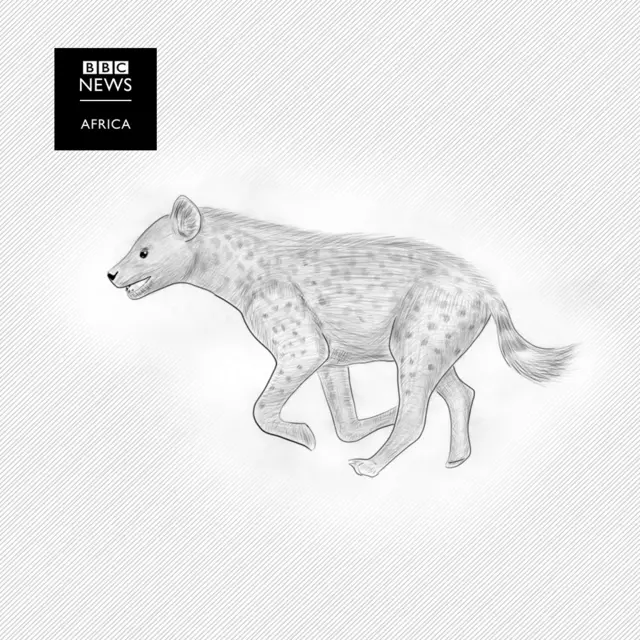 An illustration of a hyena