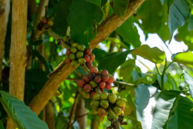 A coffee plantation in Uganda.