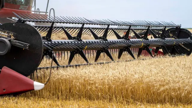 A combine harvester in a wheat field