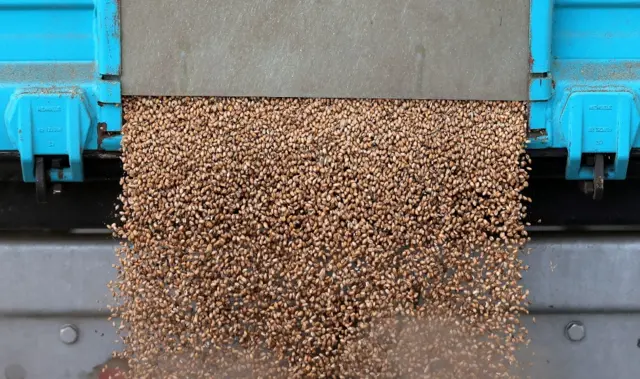 Stock image of grain