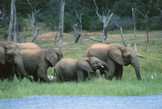 Elephants in Zimbabwe