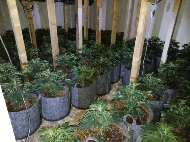 115 cannabis plants were recovered by Cleveland Police