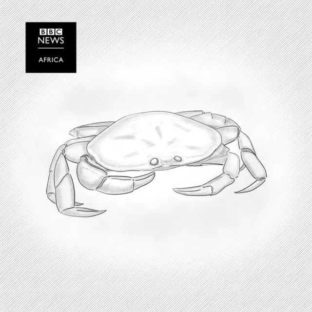 A drawing of a crab