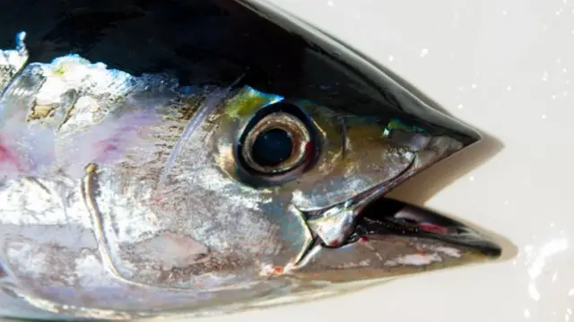 A tuna fish in Mozambique