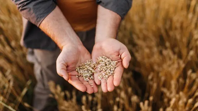 Hands full of grain in a field of wheat