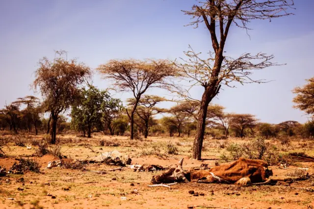 Dead cattle in north Kenya