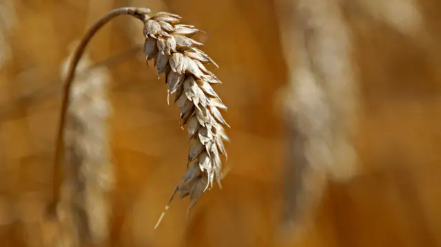 A wheat stalk in close-up