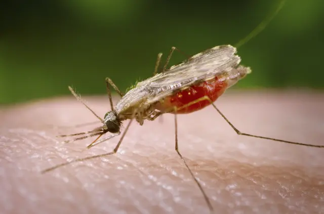 Mosquito feeding on a human.