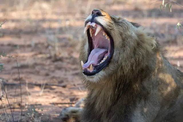 Lion yawns in Kruger National Park, South Africa