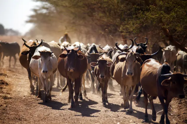 Cattle traders from the Misseryia area in Abyei region migrate from north on December 18, 2016.